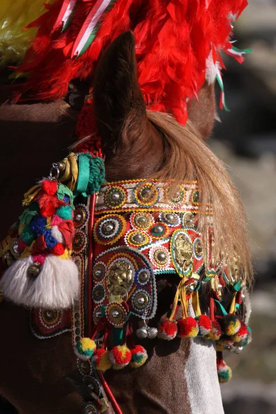 Cavalo Esboço Italiano Com Ônibus Magnífico — Fotografia de Stock