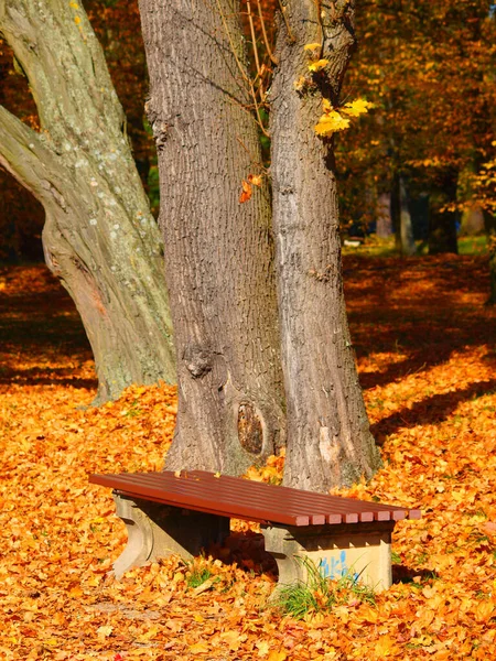 Beautiful Autumn Foliage Forest — Stock Photo, Image