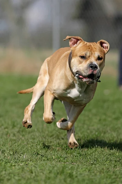 American Staffordshire Terrier Cão — Fotografia de Stock