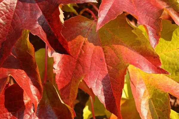 Ivy Leaves Climbing Plant Flora Foliage — Stock Photo, Image