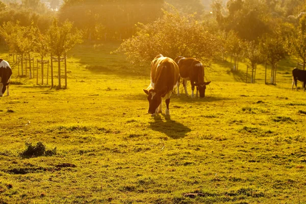 Kühe Grasen Auf Der Weide — Stockfoto