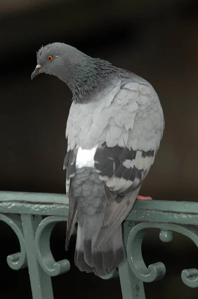 Vue Panoramique Sur Les Pigeons — Photo