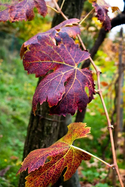 Atmosfera Autumnal Foco Seletivo — Fotografia de Stock