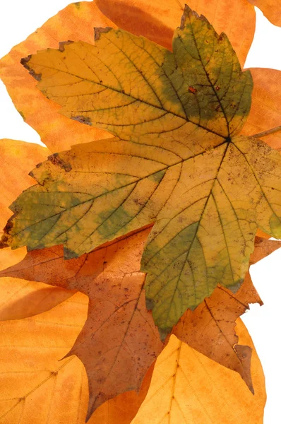 Piękne Botaniczne Ujęcie Naturalna Tapeta — Zdjęcie stockowe