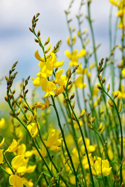 Žlutý Květ Divokého Genisty — Stock fotografie