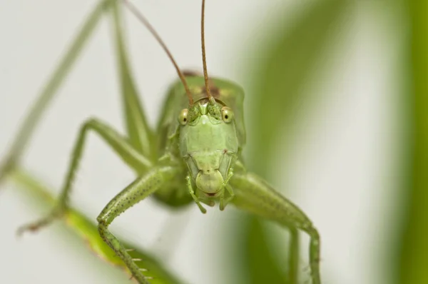 Insecto Gafanhoto Bicho Grilo — Fotografia de Stock