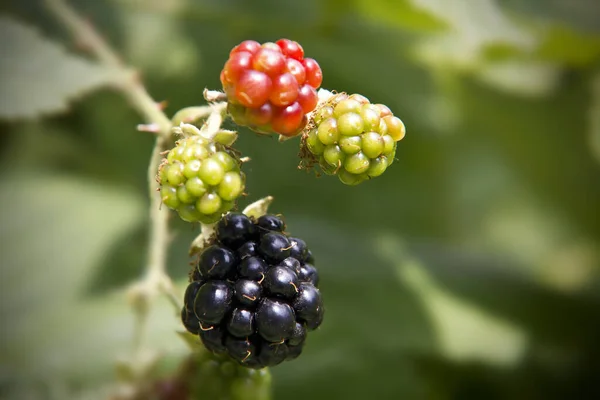 Blackberry Ready Eat — стоковое фото