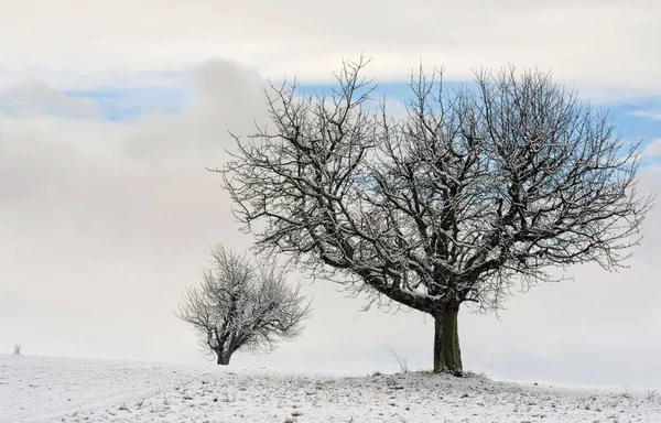 Árvores Inverno Estação Fria — Fotografia de Stock