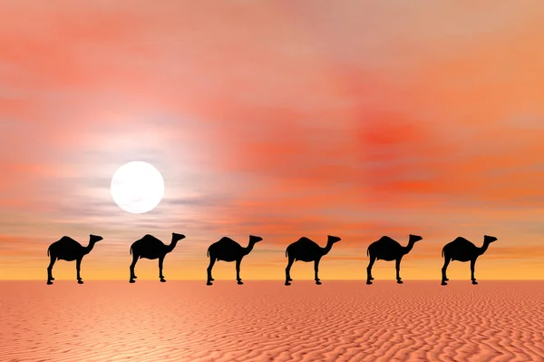 日落时分沙漠中的骆驼 — 图库照片