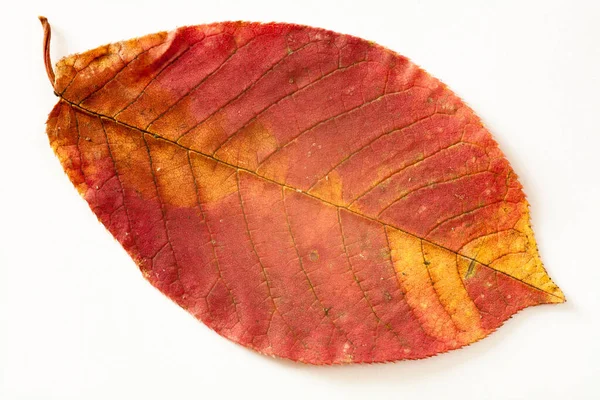 紅葉や紅葉の季節 — ストック写真