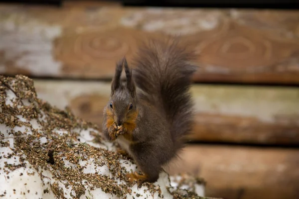 Fauna Selvatica Scoiattolo Animale Natura Scoiattolo Soffice — Foto Stock