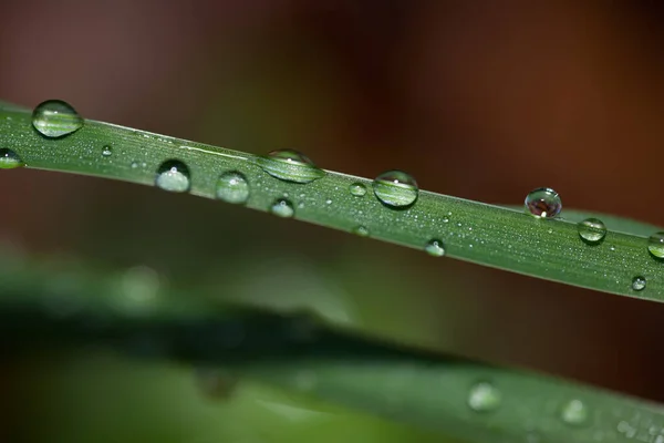 Grama Flora Planta Natureza — Fotografia de Stock