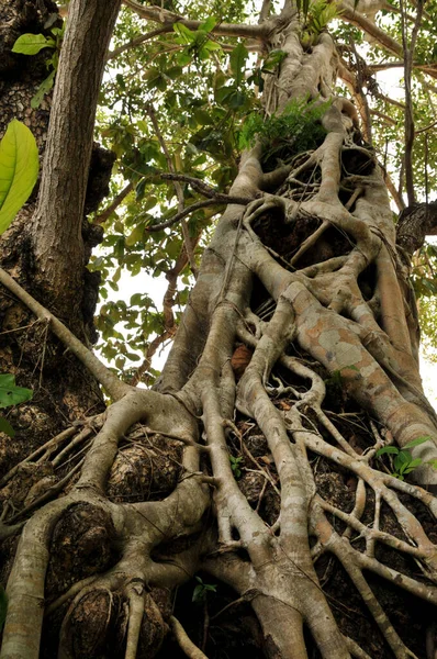 Figueira Folhas Verdes Árvore Frutífera — Fotografia de Stock