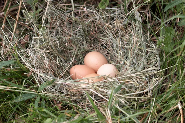 Aussichtsreiche Aussicht Auf Schöne Vögel Der Natur — Stockfoto