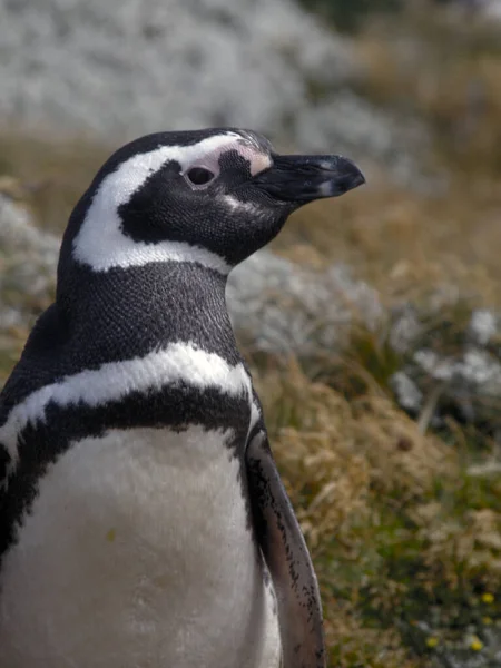 Vista Panorâmica Pássaros Pinguins Bonitos Natureza — Fotografia de Stock