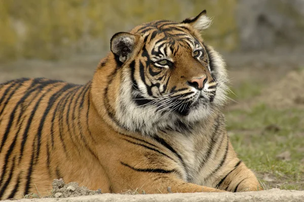 Gestreepte Tijger Dier Roofdier Wilde Kat — Stockfoto