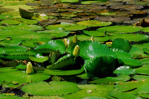 Close Uitzicht Mooie Lelie Bloem — Stockfoto