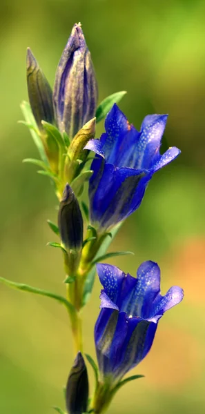 Gentian Flowers Meadow Field — Stock Photo, Image