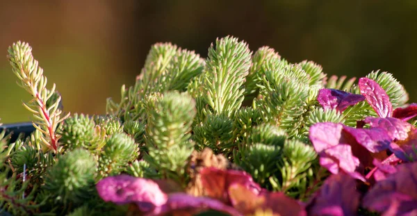 Different Flowers Selective Focus — Stock Photo, Image