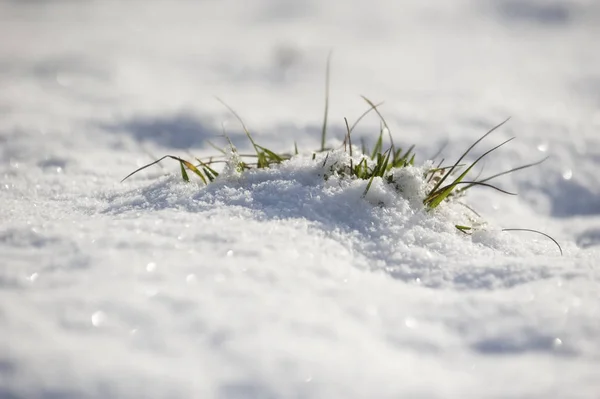 Besneeuwd Gras Winter — Stockfoto
