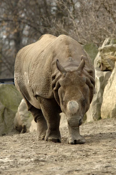 Nashorn Tiere Tierwelt Flora Und Fauna — Stockfoto