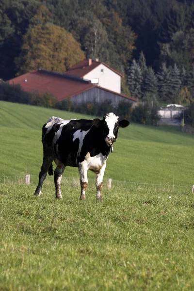 Μαύρη Έγχρωμη Αγελάδα Στο Αγρόκτημα Φόντο — Φωτογραφία Αρχείου