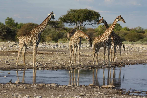 Wysoki Brązowy Żyrafa Zwierzę Flora Fauna Przyroda — Zdjęcie stockowe