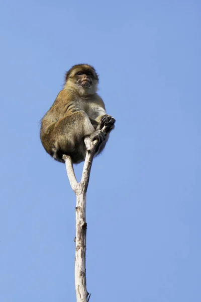 Singe Animal Primate Mammifère — Photo