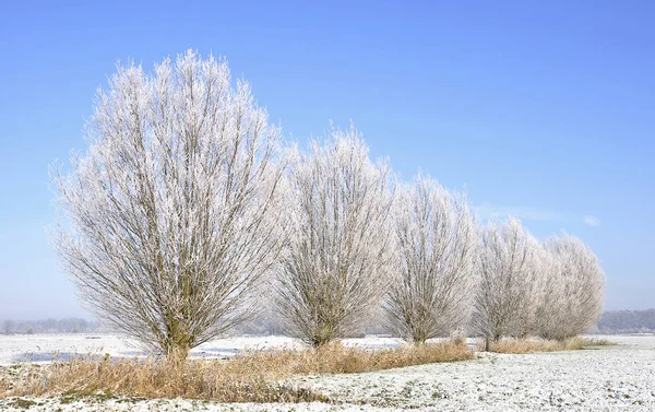 View Winter Scene Stock Image