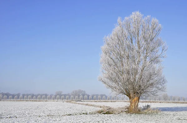 Cold Snowy Winter Background Royalty Free Stock Images