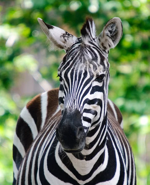 Preto Branco Zebra Animal Mamífero — Fotografia de Stock