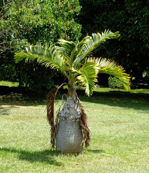 Palm Tree Park — Stock Photo, Image