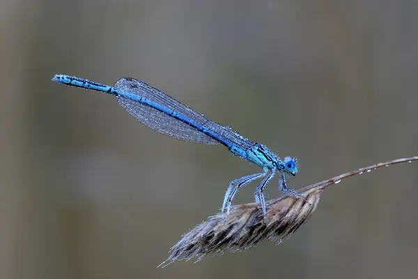 Libelleninsekt Kleiner Käfer Mit Flügeln Der Natur — Stockfoto