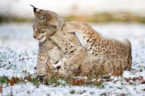 Lynx Animal Sauvage Dans Nature Grand Chat — Photo