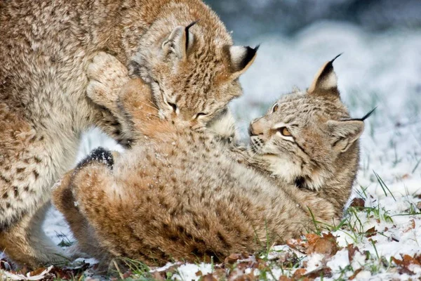 Lynx Wild Dier Natuur Grote Kat — Stockfoto