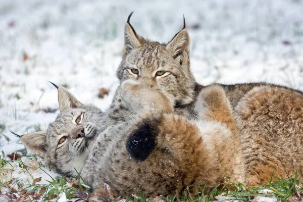 Lince Salvaje Animal Naturaleza Grande Gato —  Fotos de Stock