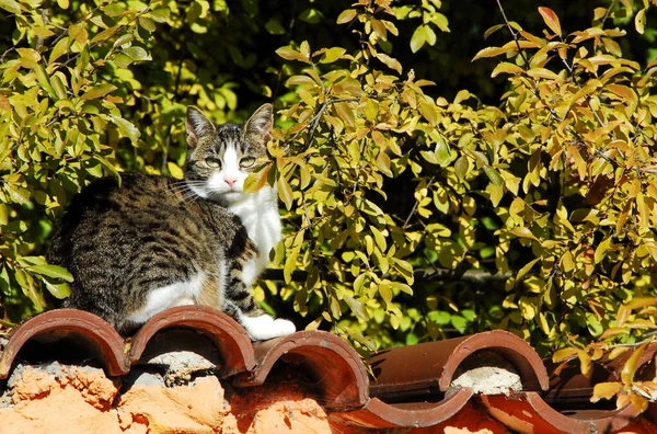 Retrato Gato Bonito — Fotografia de Stock