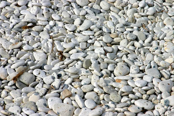 Achtergrond Van Zeekeien — Stockfoto