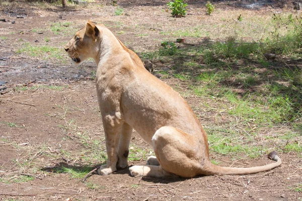 León Panthera Leo Sentado Camino Delta Del Okavango Botsuana —  Fotos de Stock