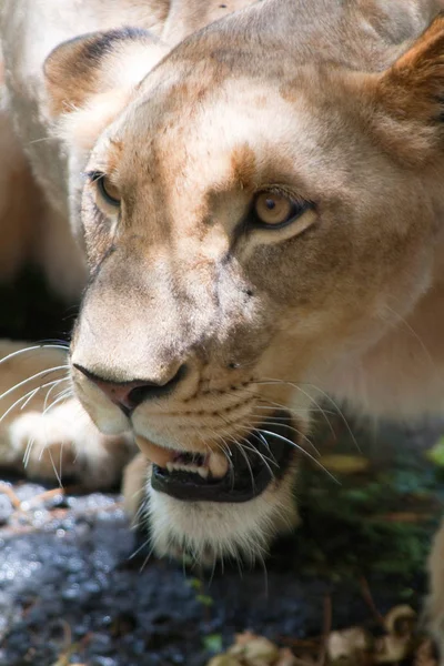 Leone Panthera Leo Seduto Sentiero Delta Dell Okavango Botswana — Foto Stock