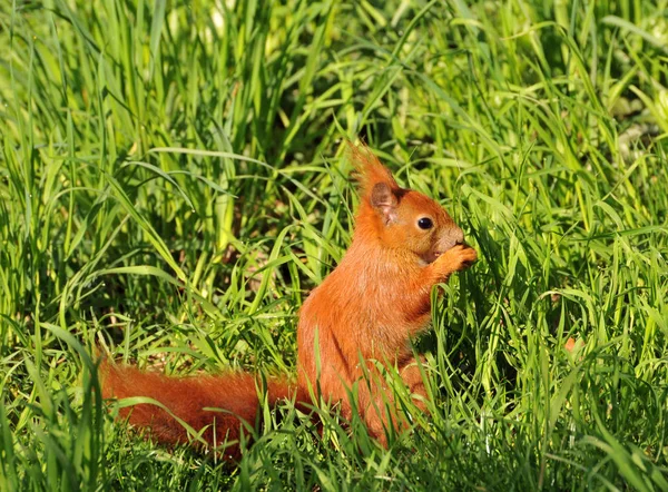 Eichhörnchen Entzückendes Nagetier — Stockfoto