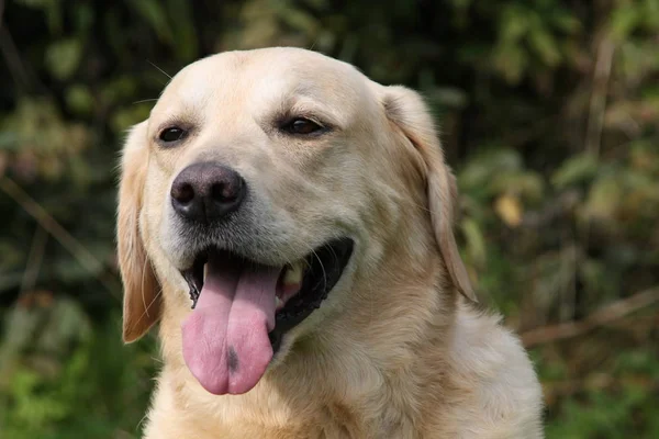 Retrato Cão Bonito — Fotografia de Stock