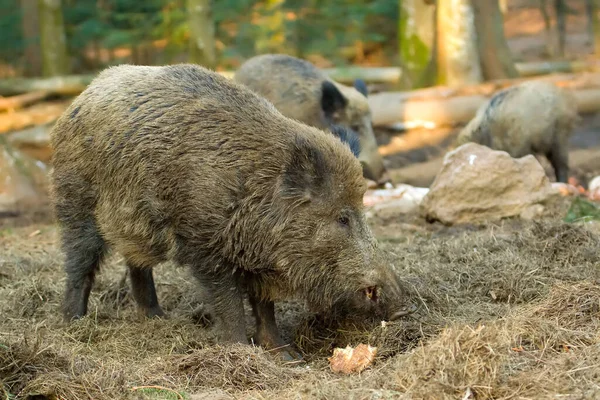 Eine Große Gruppe Von Wildschweinen Wald — Stockfoto