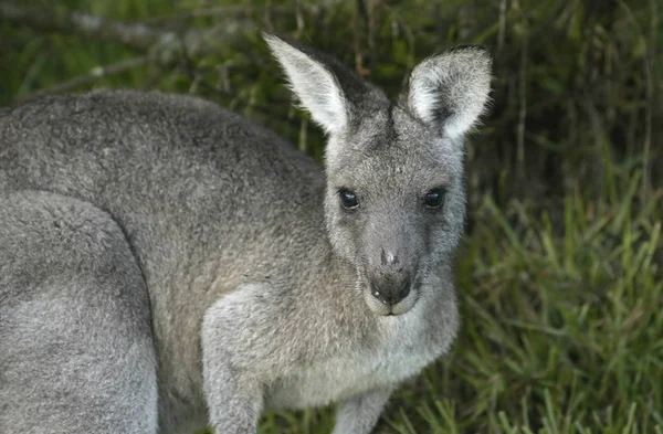 Καγκουρό Αυστραλιανό Ζώο — Φωτογραφία Αρχείου