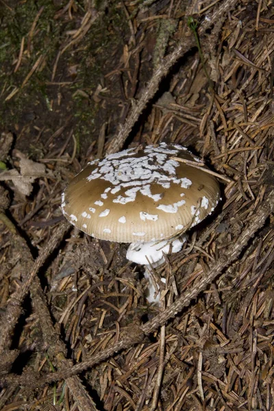 Pilze Pilzflora Und Botanik — Stockfoto