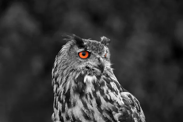 Observación Aves Lindo Pájaro Naturaleza Salvaje —  Fotos de Stock