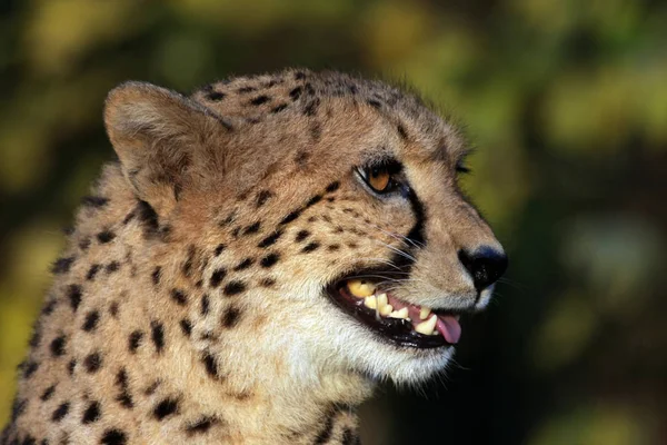 Leopar Yırtıcı Hayvan Büyük Kedi — Stok fotoğraf