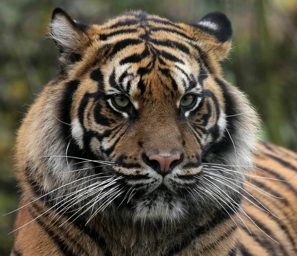 Gestreepte Tijger Dier Roofdier Wilde Kat — Stockfoto