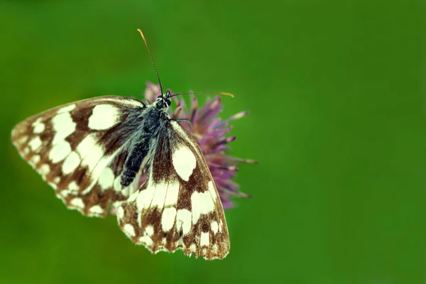 Vue Rapprochée Belle Exotique Faiblir — Photo