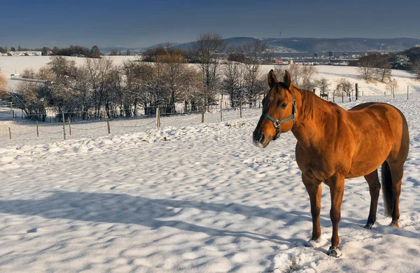 Fuchsstute Schnee — Stockfoto